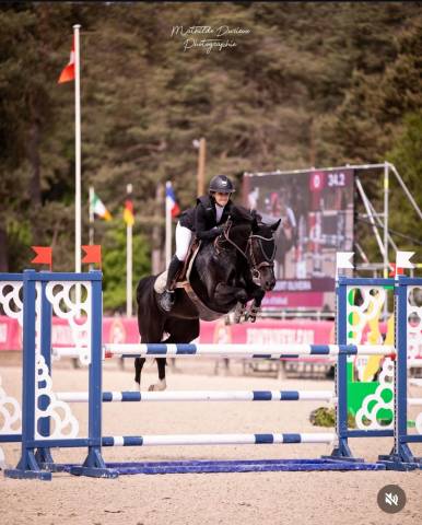 A vendre poney de sport