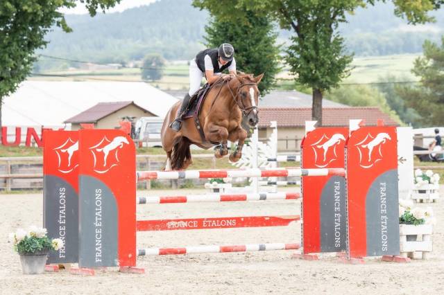 Hongre 6 ans cso
