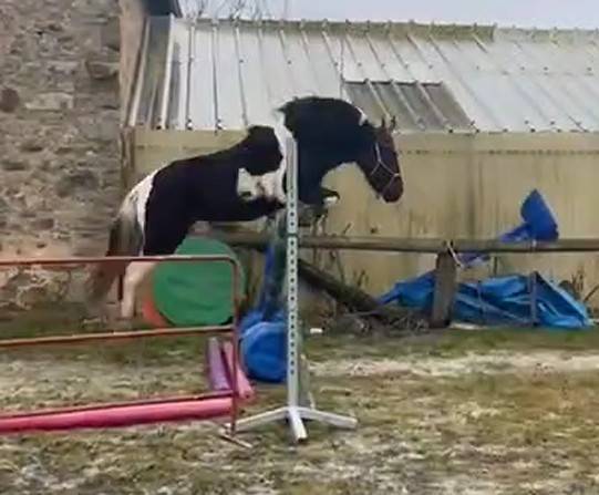 Poney type pottock 4 ans 1.20m hongre