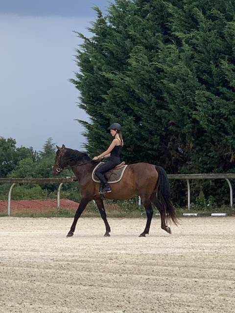 Cheval de loisirs
