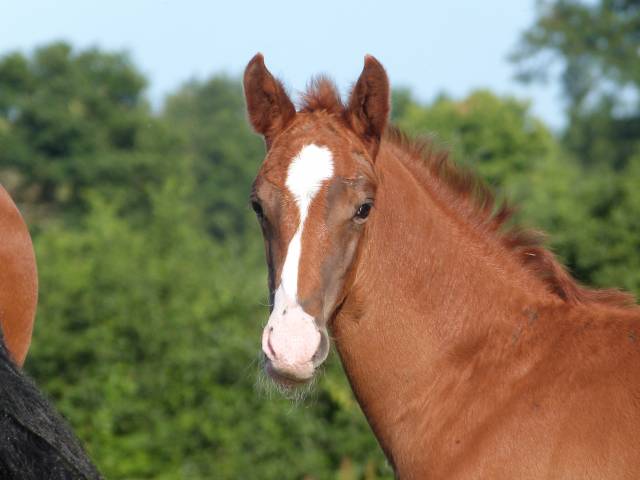 Superbe foal qlassic bm x clinton souche du chateau