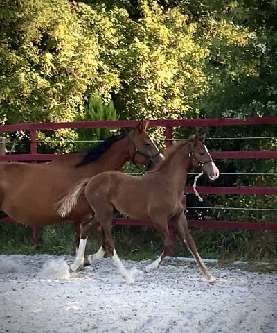 Superbe foal qlassic bm x clinton souche du chateau