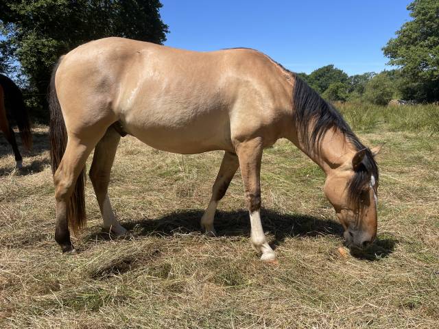 Joli poulain criollo