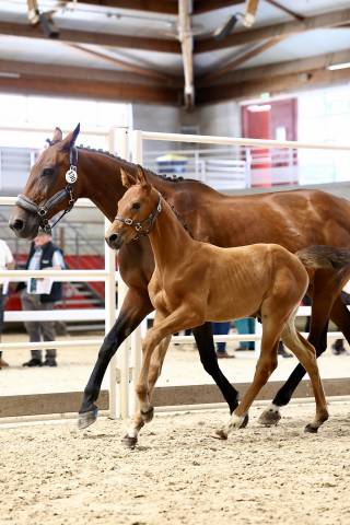 Poulain sf pour concours complet