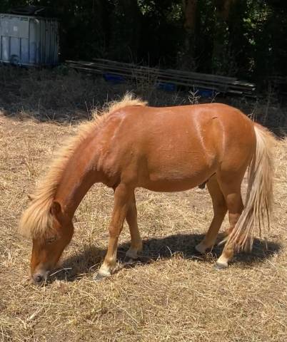 Poney origine constatée 1 ans