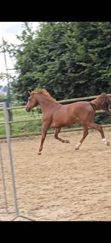 Jument selle francais 6 ans