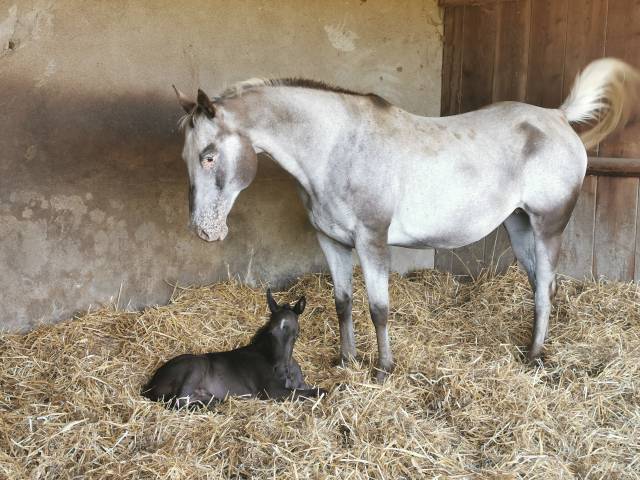Jument appaloosa pp 