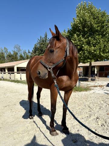 à vendre jument tf de 14 ans
