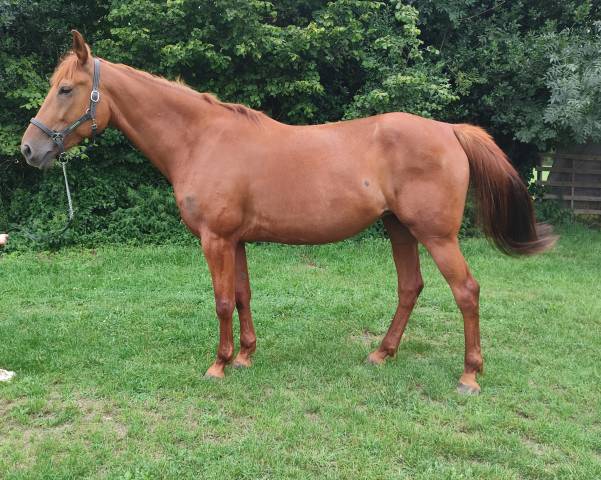 Jument trotteuse 7 ans 