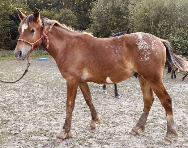 Poulain 1 an oc bai appaloosa 