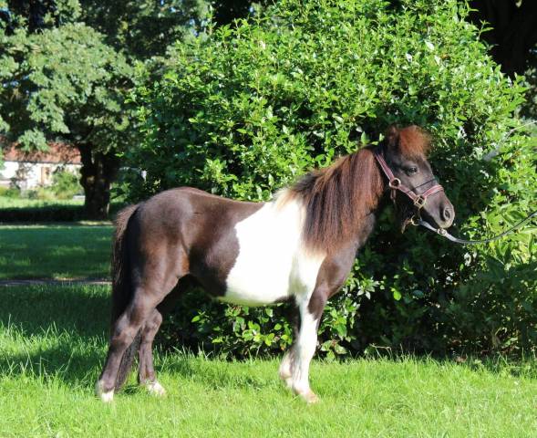 Poulain mini shetland pie noir 2 ans