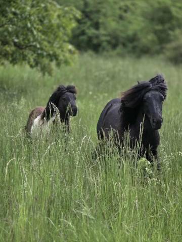 Poulain mini shetland pie noir 2 ans
