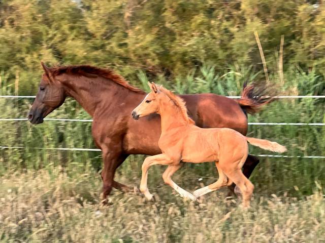 Mâle aes palomino aux origines sport exceptionnelles