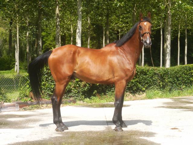 Express de ligny