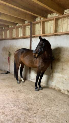 Jument de 6 ans à vendre 