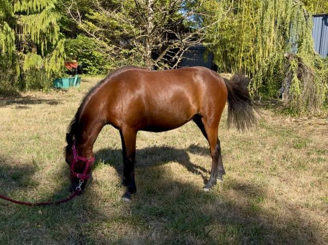 Pouliche welsh part bred de 2 ans