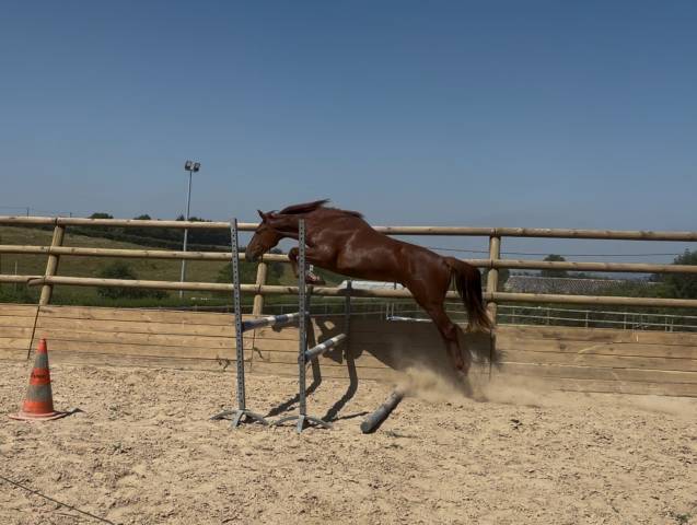 Hongre 2 ans cs0