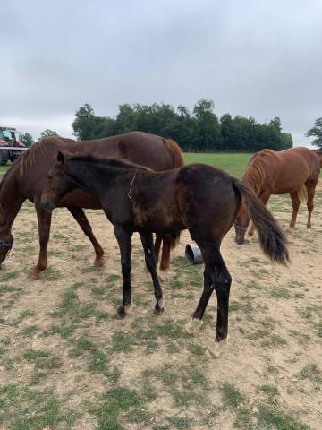 Foal sevrage