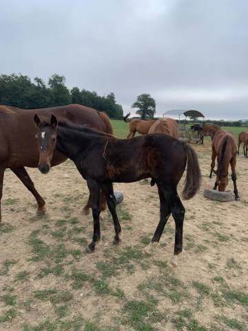 Foal sevrage