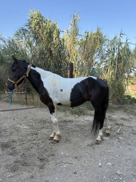 Poneys à vendre 