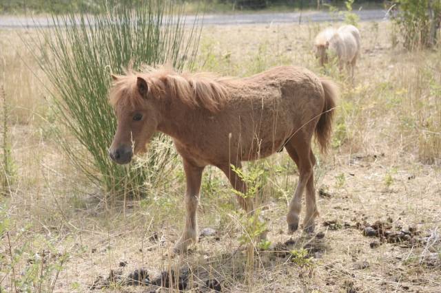 Poulain shetland pp