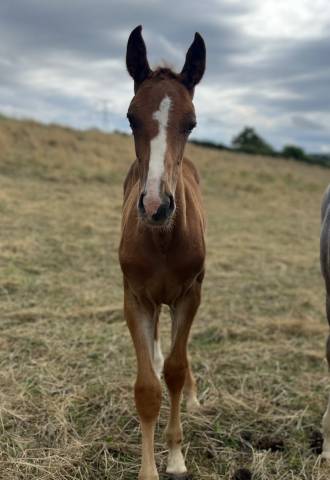Vends ou échange foal sf mâle contre poulinière 