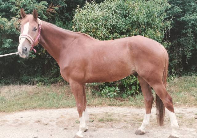 Top cheval de 6 ans 