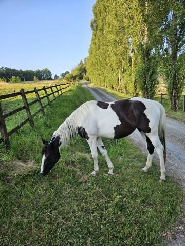 Adorable pouliche pp paint