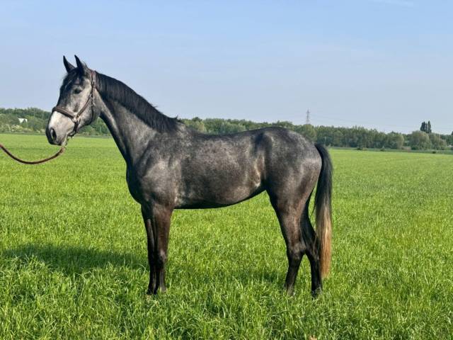 Jument de 4 ans : hermantico x glasgow