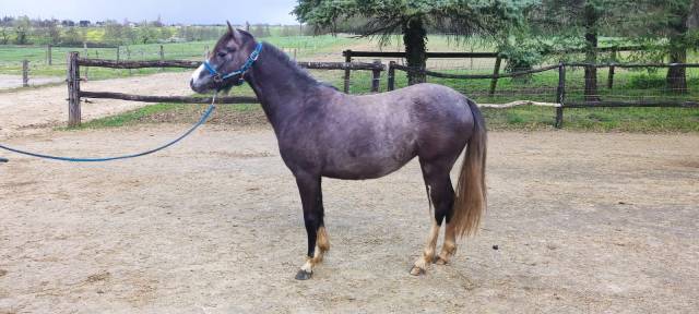 Mam’zelle osnard ponette 3 ans