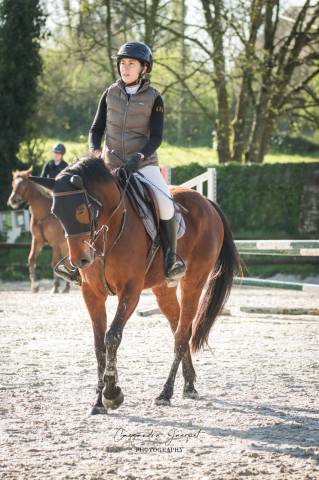 Hongre 4 ans par bandro boy