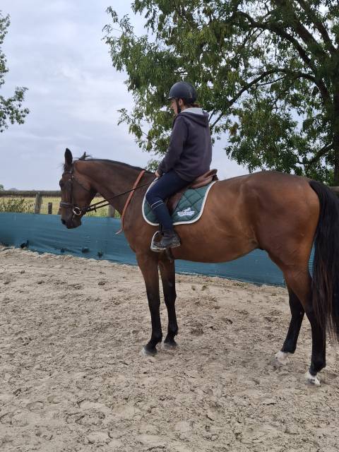 Hongre selle français 3 ans 