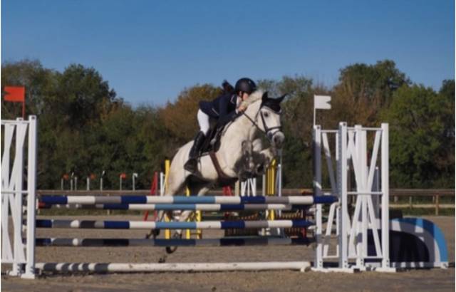 Poney à vendre 
