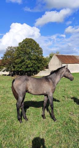 Poulain sf pp