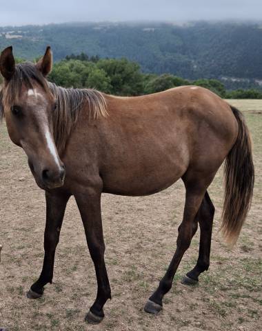 Poulain (galot et endurance) – 1an 