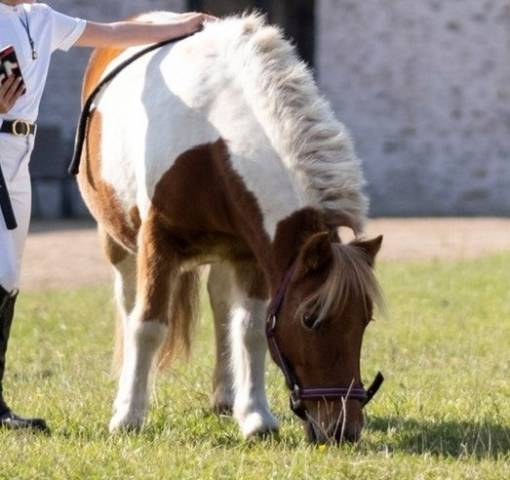 Poney shetland 10 ans