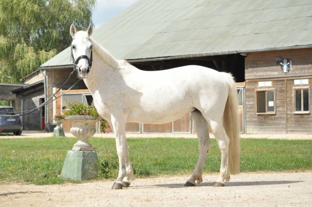 Ponette d pour loisir ou famille 