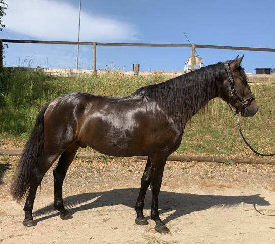 Charismatique hongre pre de 4 ans