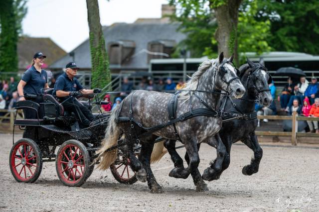 Percheron attelé/monté