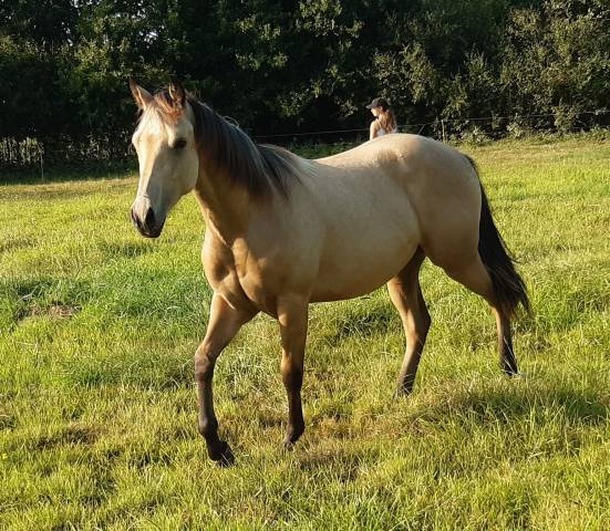 Quarter horse hongre 3 ans buckskin