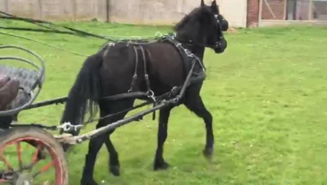 Poney c