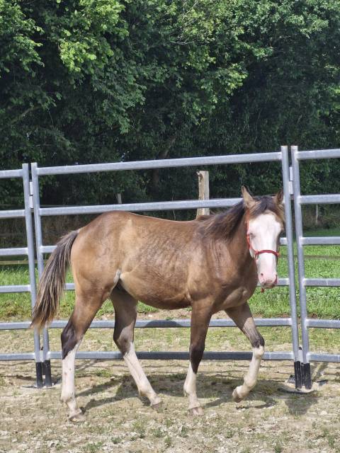 Male paint horse