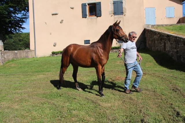 Quarter horse