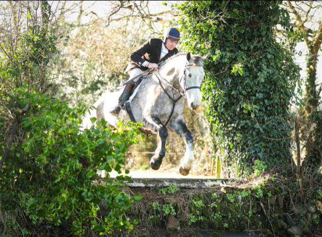 Cheval de sport irlandais à vendre