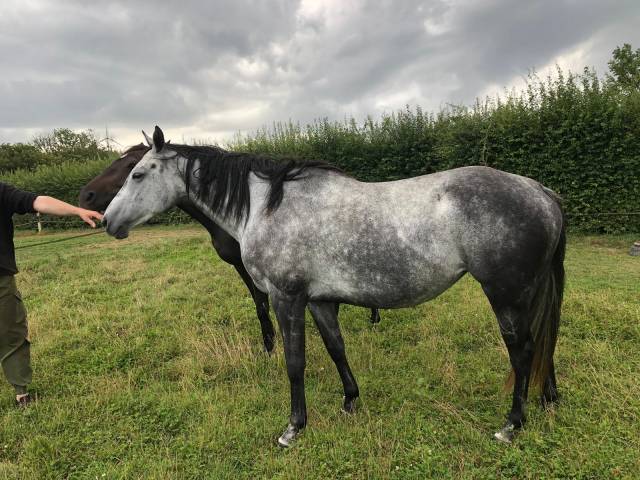 Jument pur sang grise pommelée 7 ans - à vendre