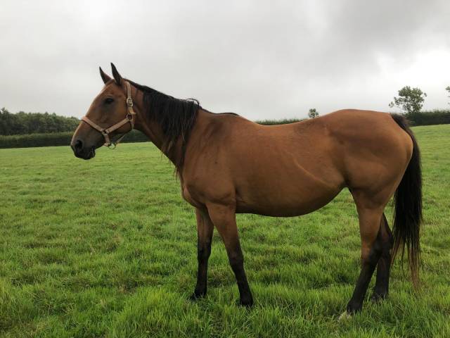  jument pur-sang baie 14 ans - à vendre 
