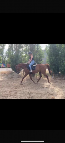Cheval hongre pur sang arabe 