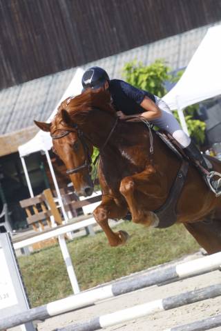 Cheval amateur cso