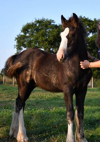 Poulain irish cob pp