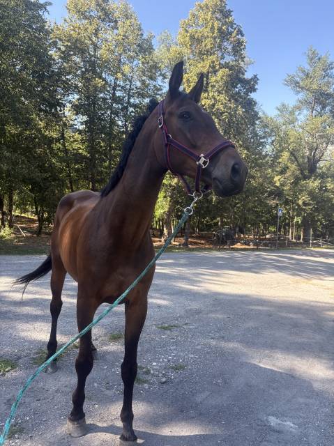 Cheval de sport 
